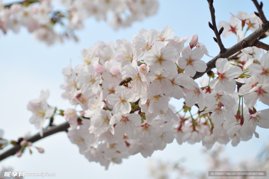 蜜蜂戏樱花