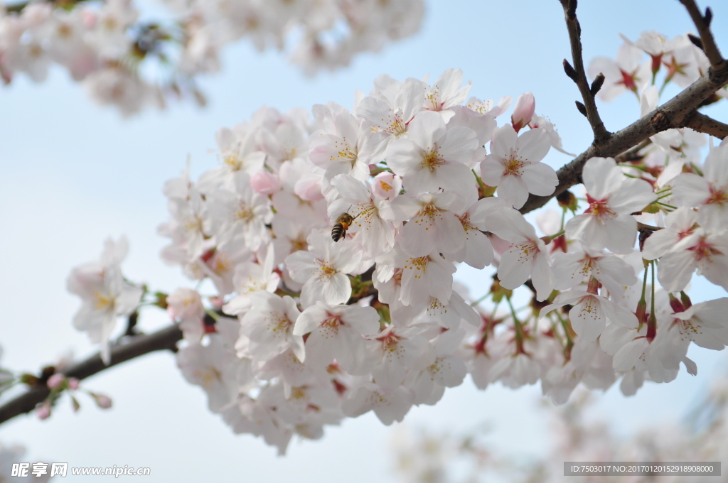 蜜蜂戏樱花