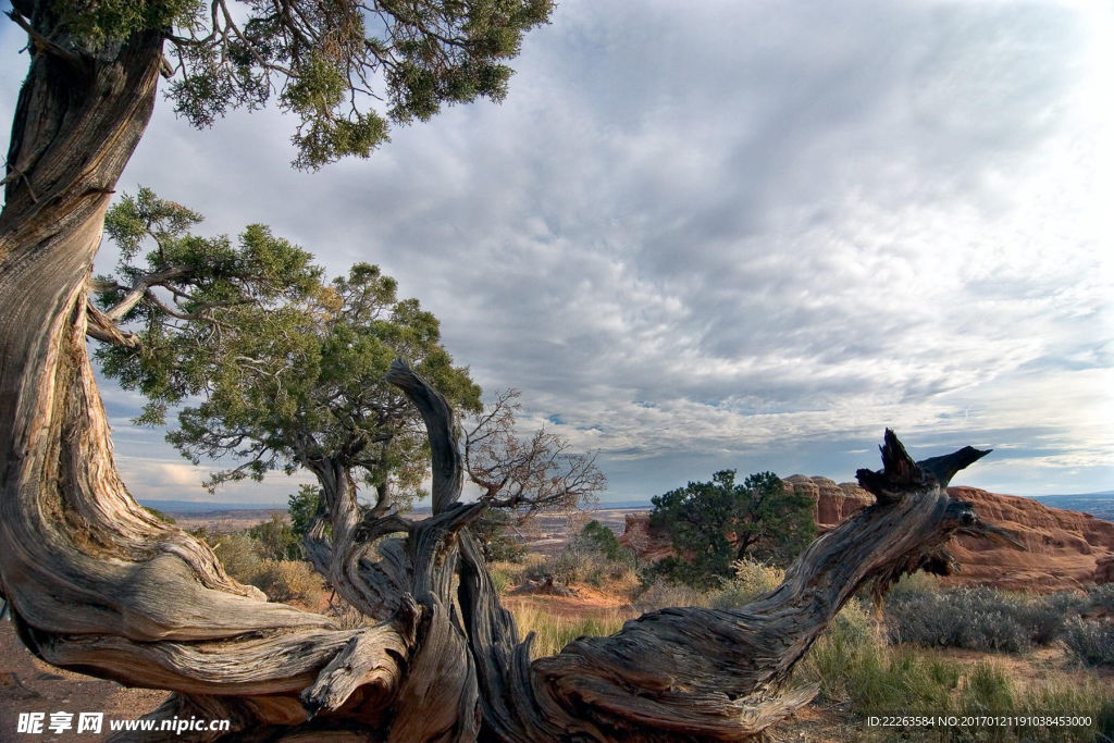 蓝天白云树林背景
