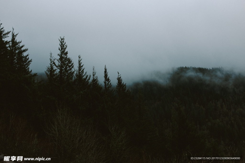 白雾弥漫的森林