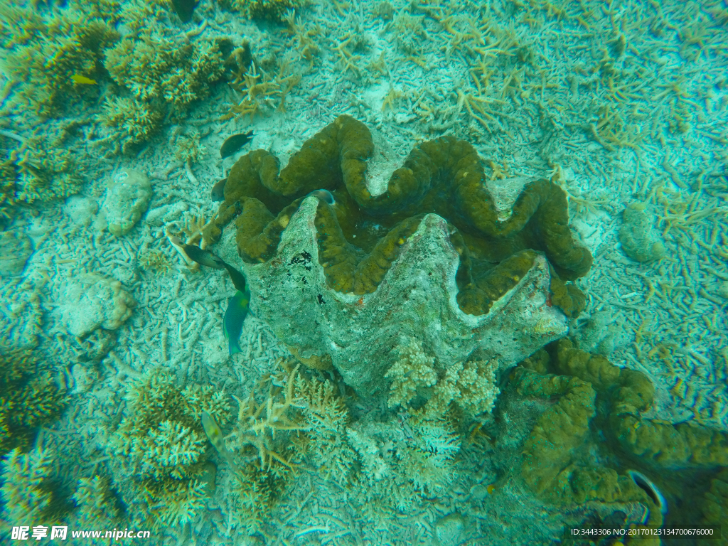 帕劳海底大砗磲