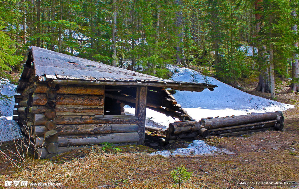 树林旧木屋图片