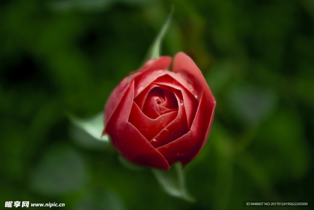 微距红玫瑰花苞图片