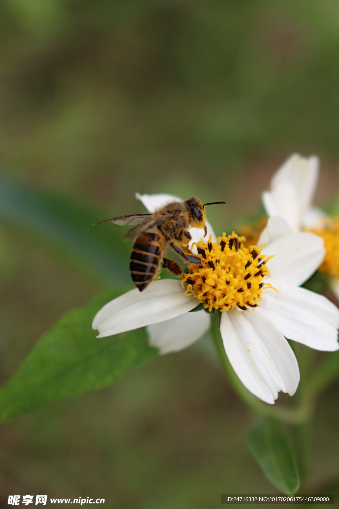 蜜蜂采花