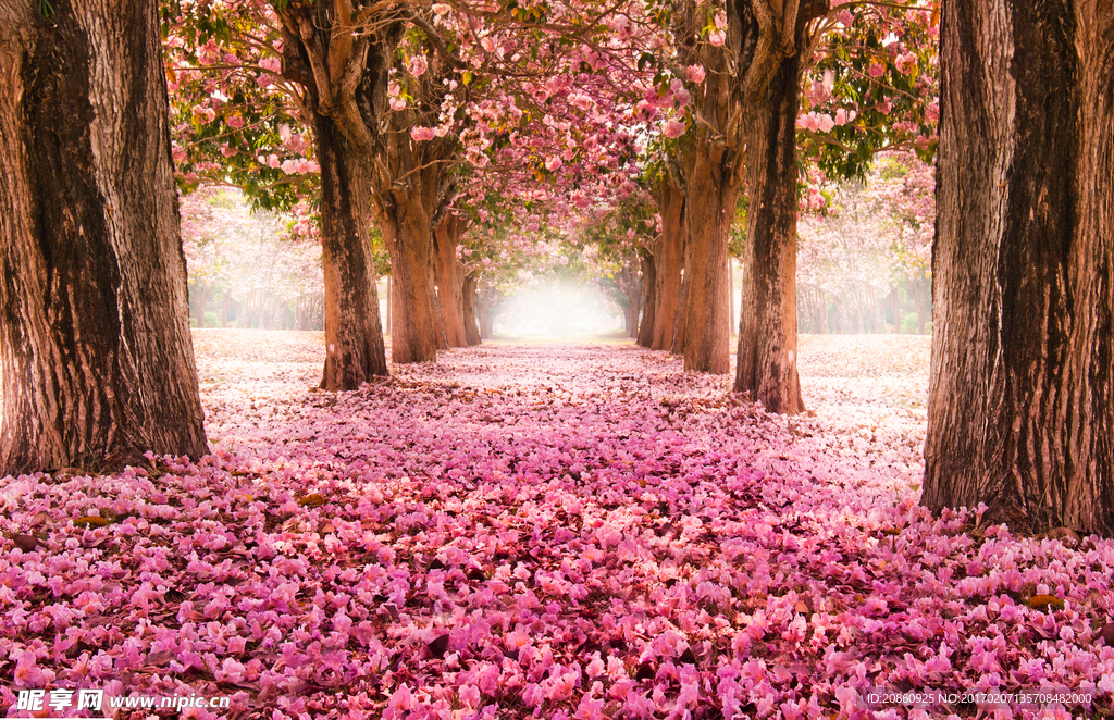 铺满花朵的道路
