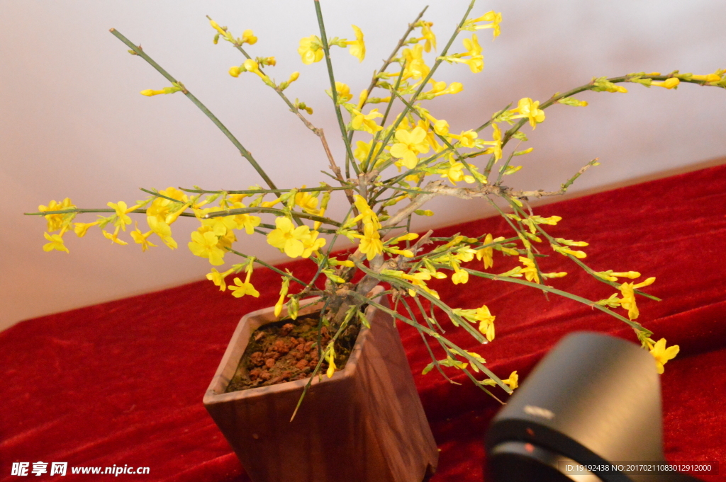 盆景迎春花