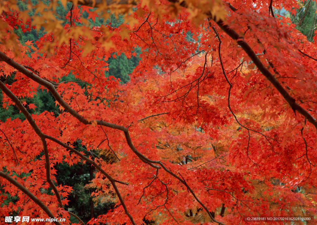 红枫叶
