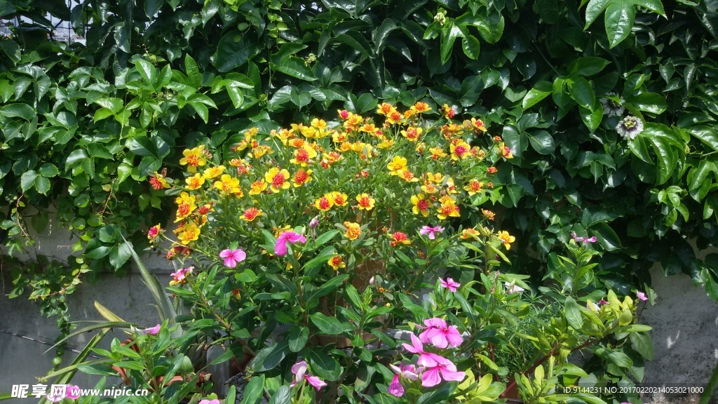 太阳花 庭院 花园