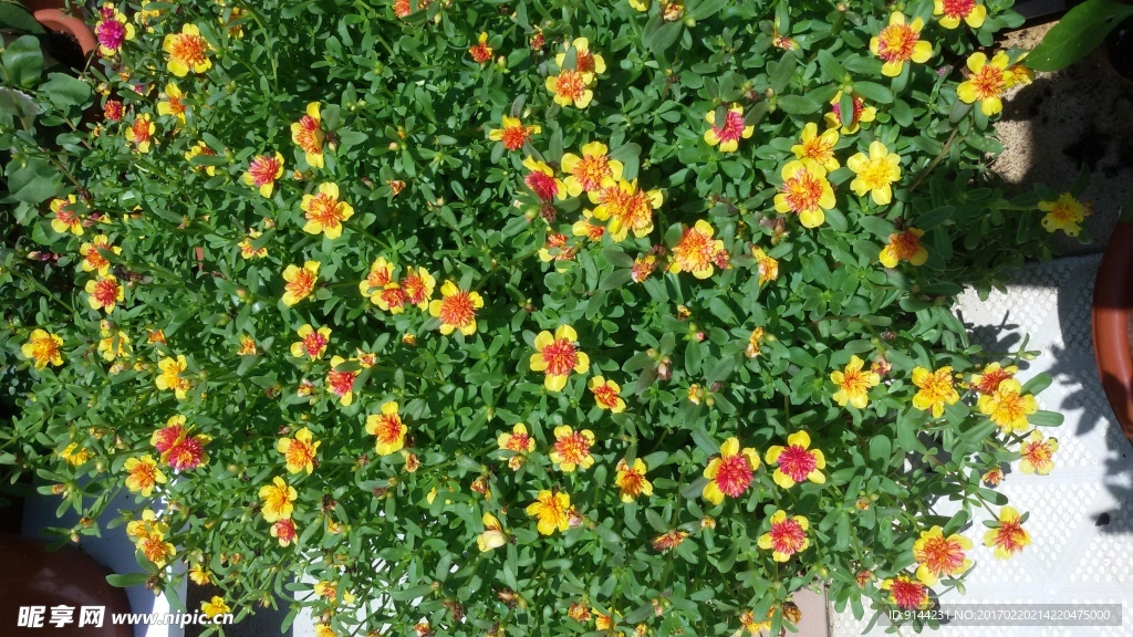 重瓣太阳花 黄花