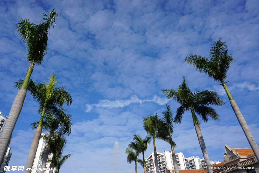 厦门风光 蓝天 树