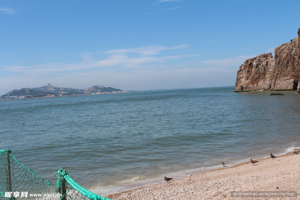大海的海鸥海鸟