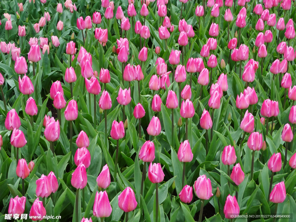 郁金香花园图片