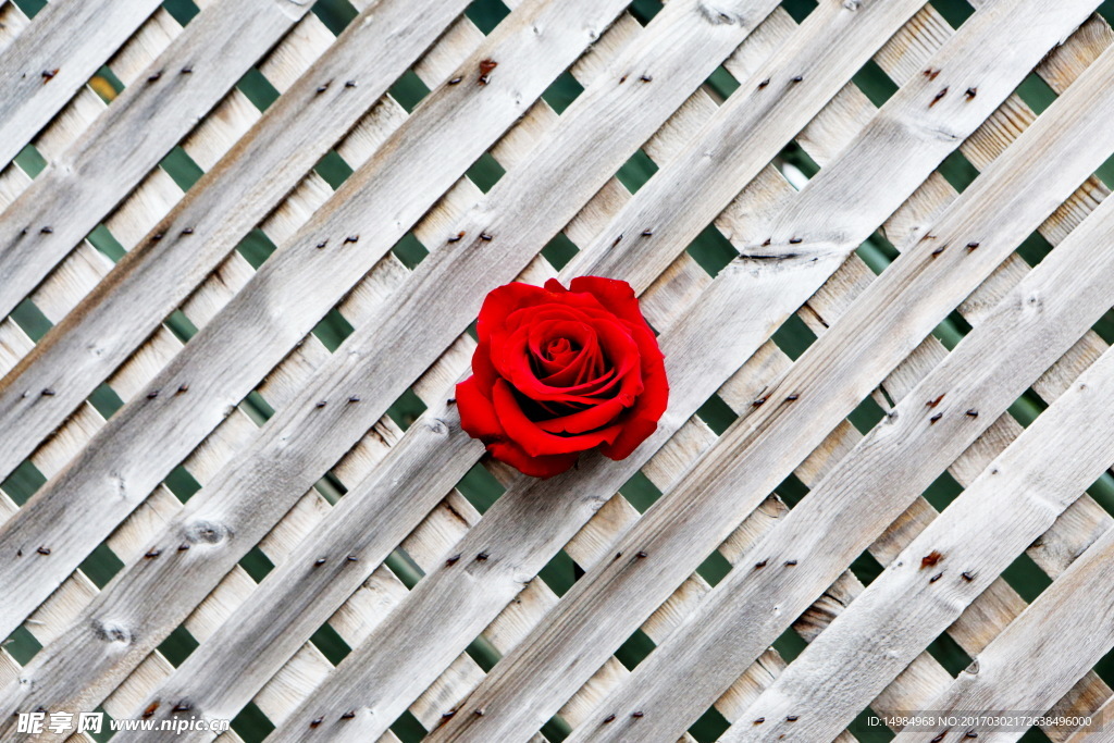 木条背景上的玫瑰花