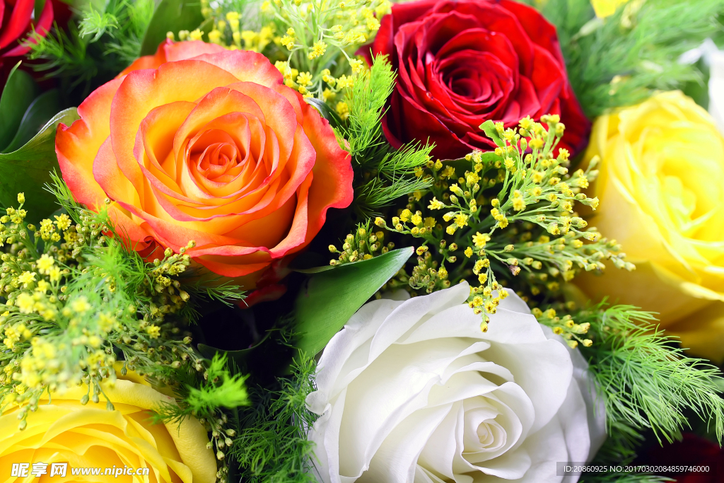 美丽的花朵图片