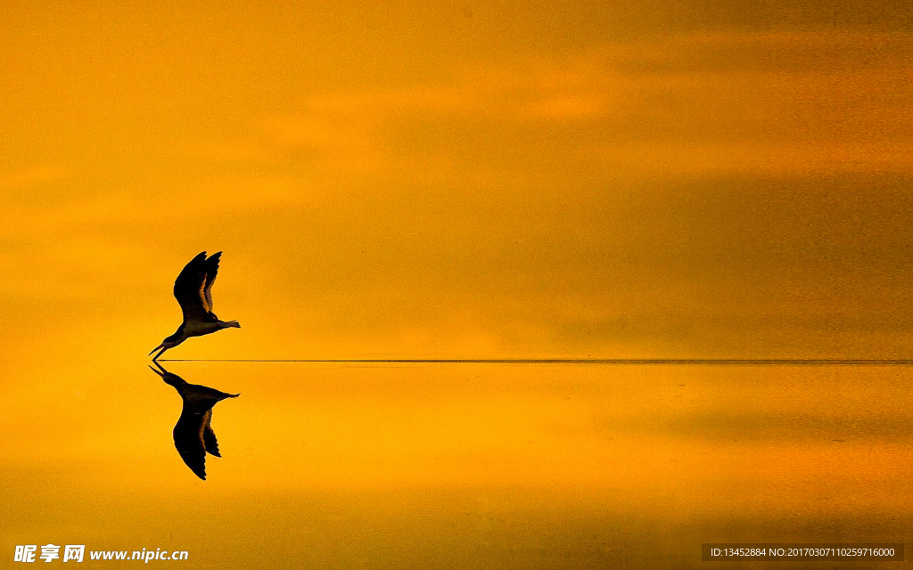 湖面起飞的天鹅