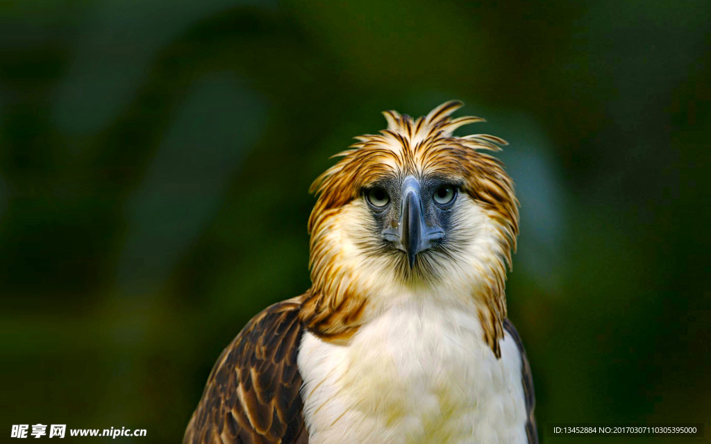 菲律宾鹰