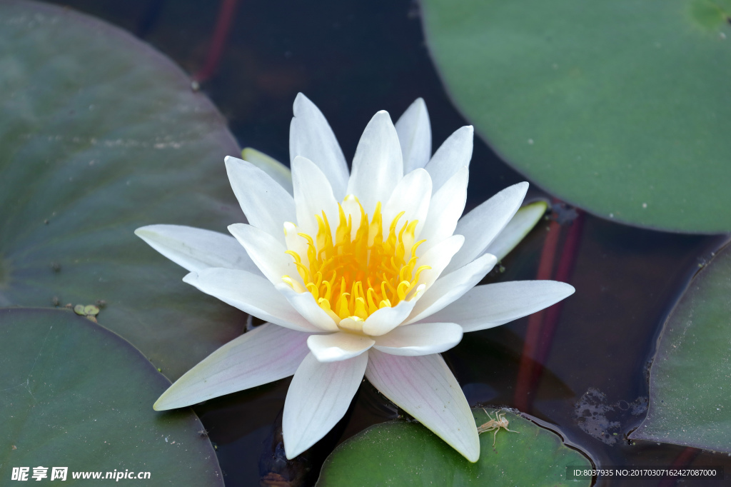 盛开的白睡莲
