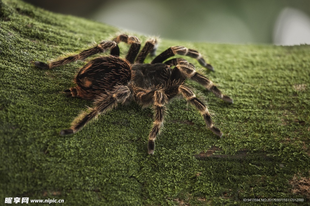 亚马逊萌猴奇遇记