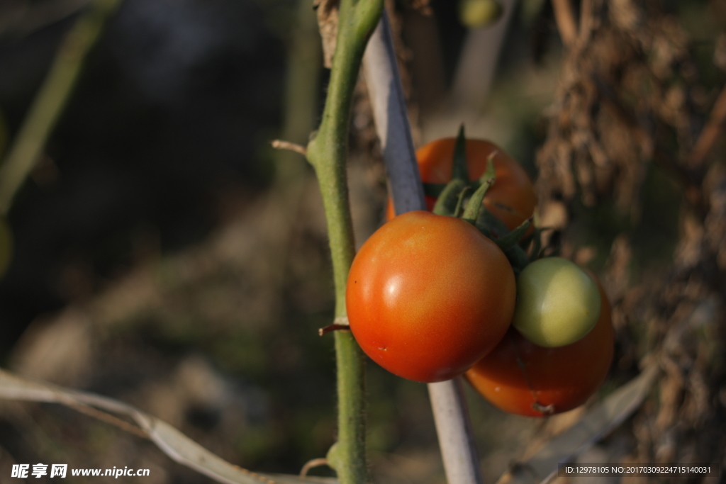 番茄 西红柿 农田