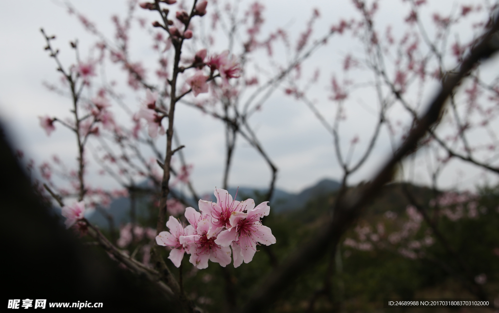 桃花盛开