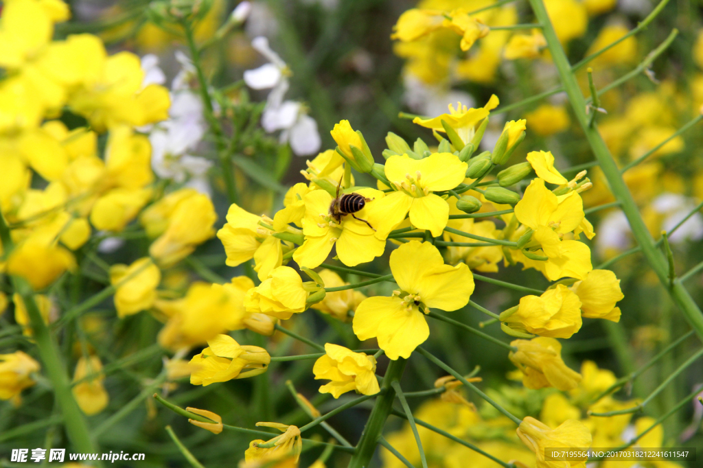 摄影 花 油菜花 蜜蜂采蜜