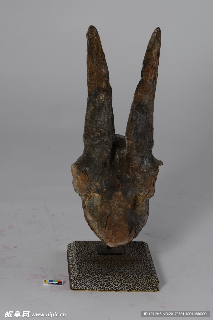 古生物头骨标本