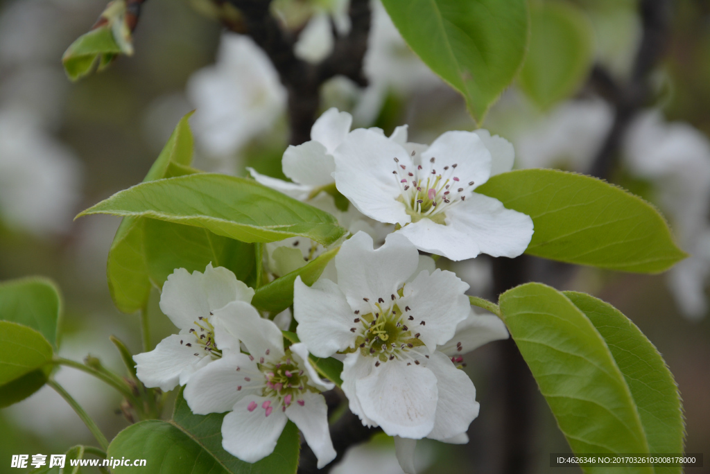 梨花