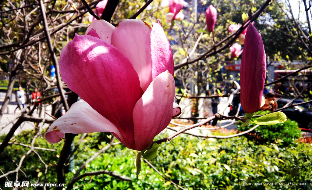 美丽的花朵高清摄影