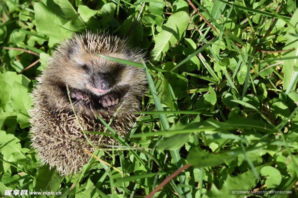 草地上的刺猬