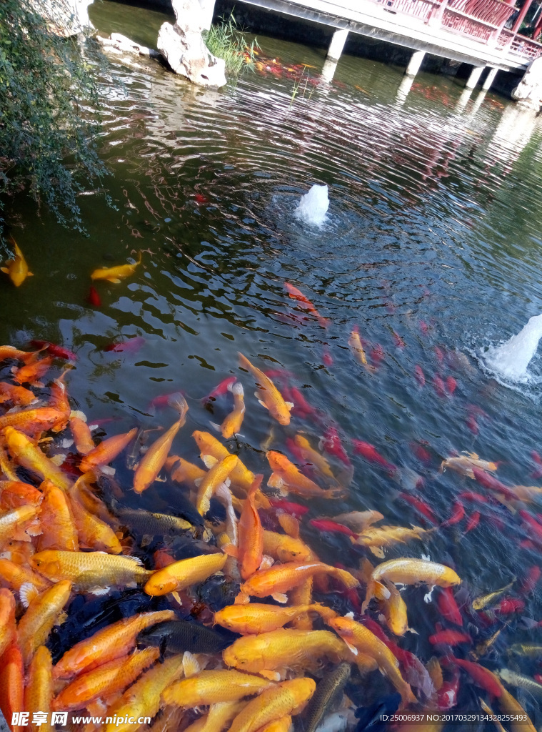 水鱼  鱼塘 鱼   黑色鱼