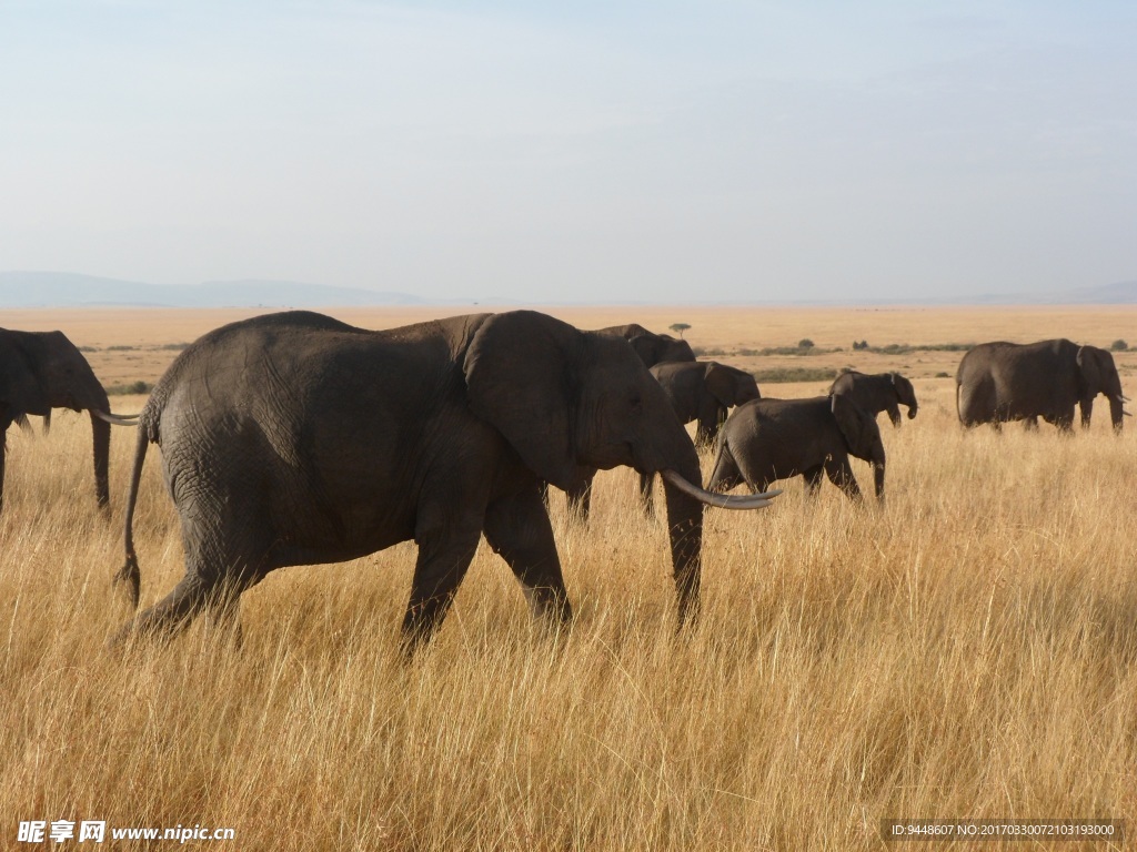 非洲大象群图片