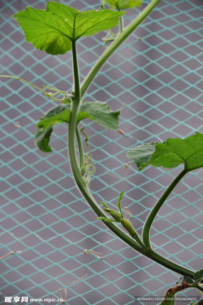 爬藤 瓜秧