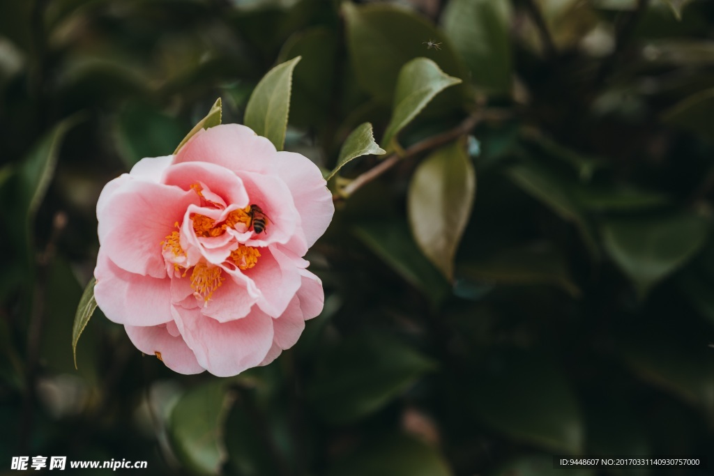 粉色山茶花图片