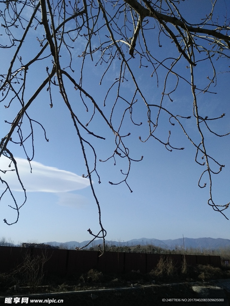 蓝天映衬下的杨树枝