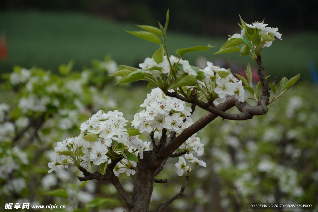 梨花