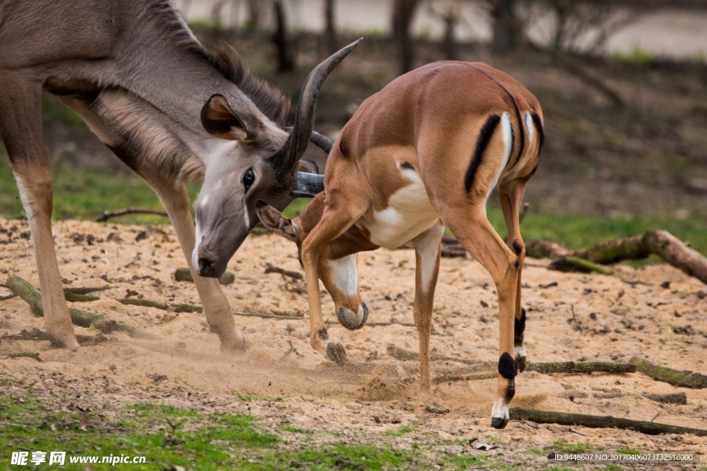 羚羊打斗图片