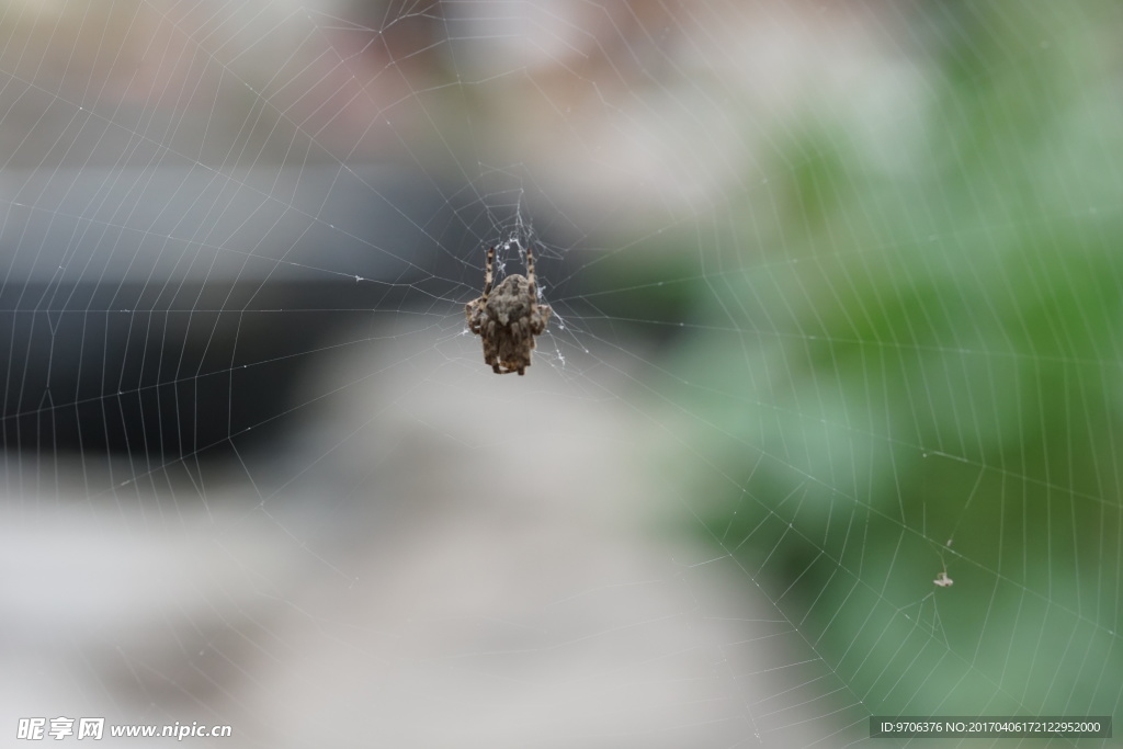 高清灰色蜘蛛 蜘蛛网
