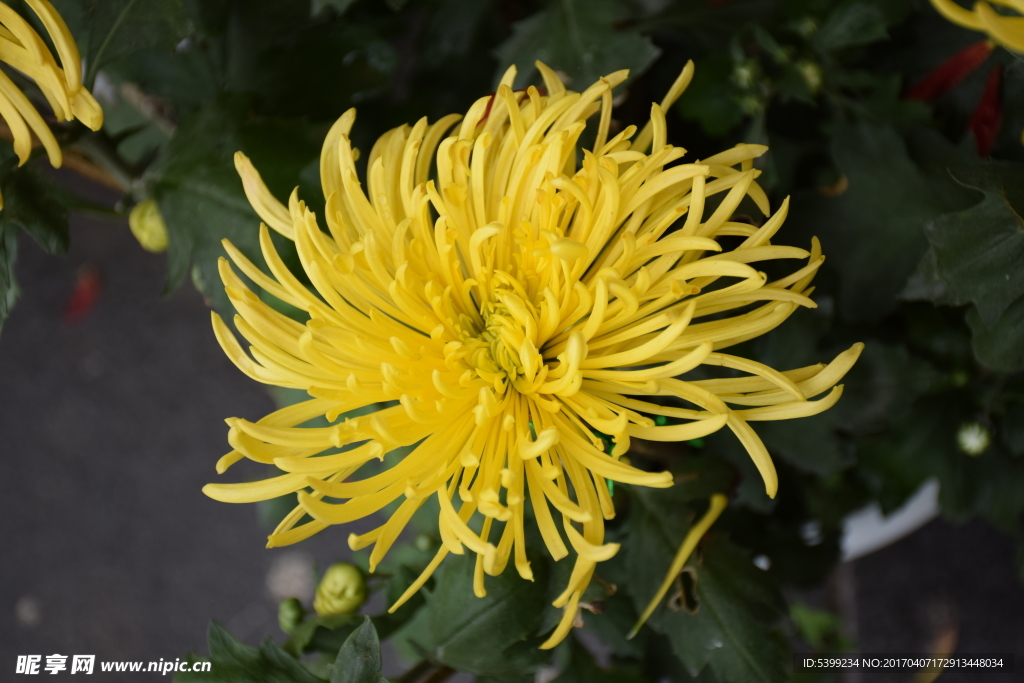 黄色菊花