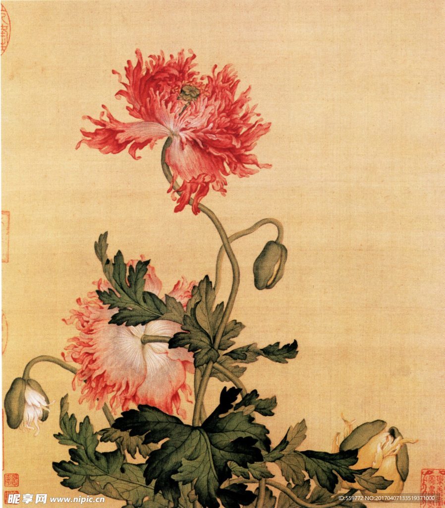 国画 虞美人 写意 工笔