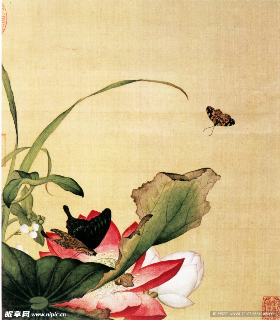 国画 荷花 蝴蝶