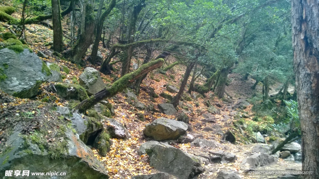 雨崩的林间小道