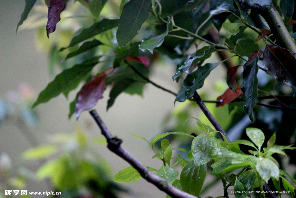 雨中树叶