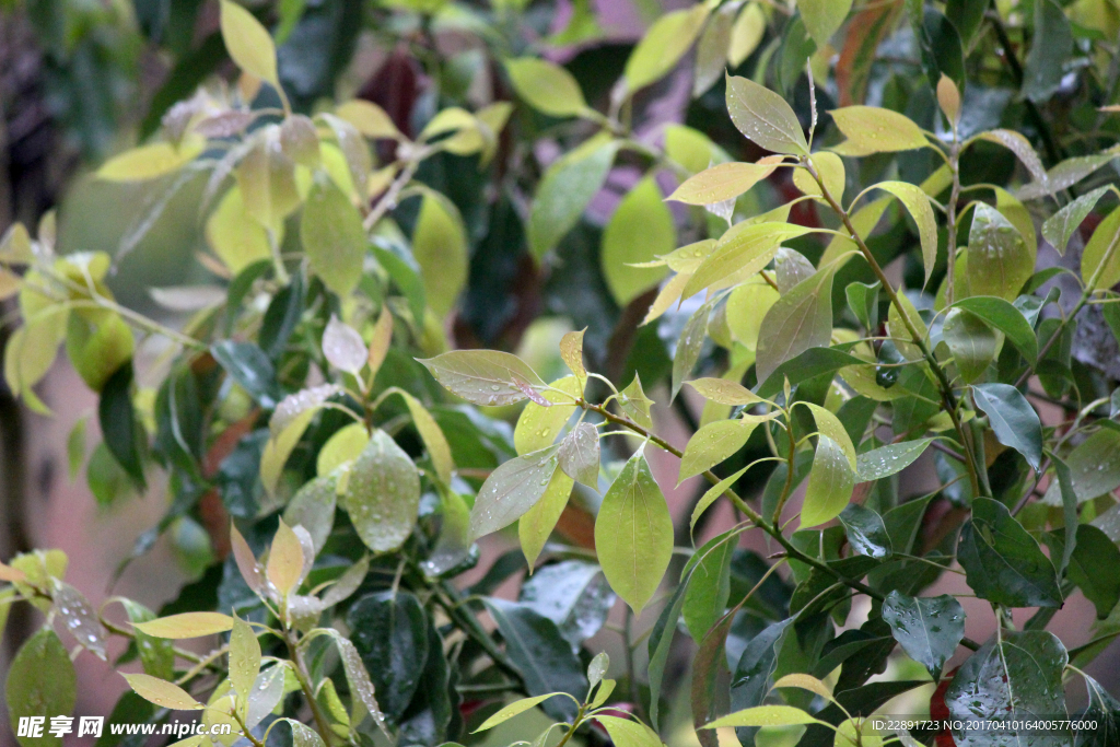 雨中树叶