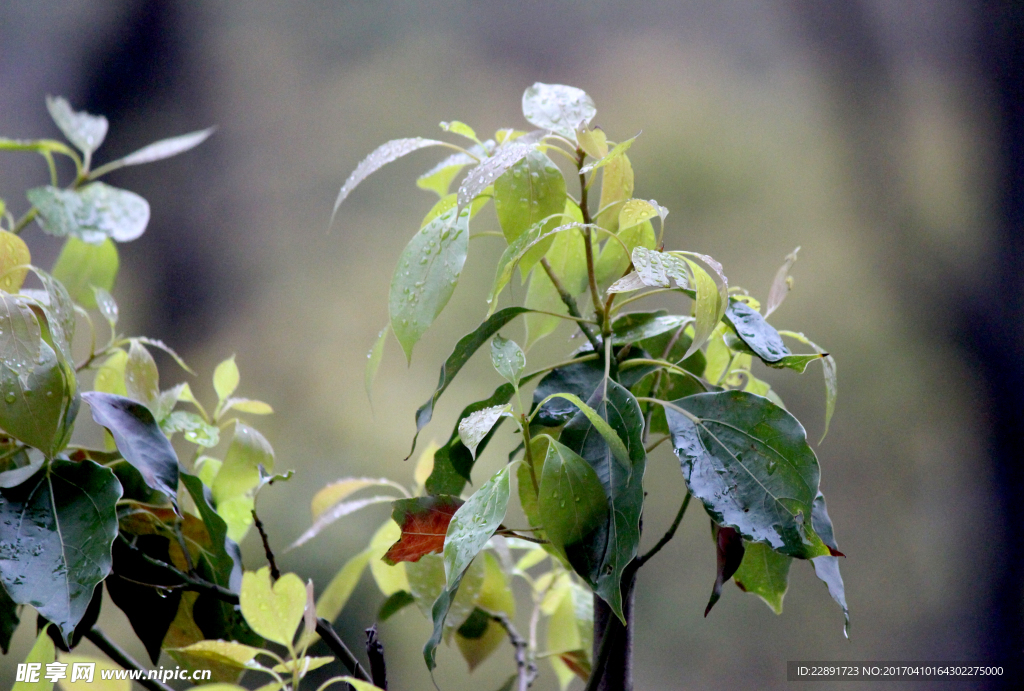 雨中树叶