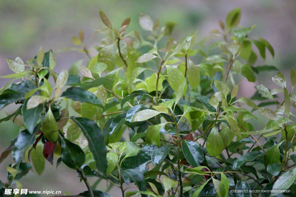 雨中树叶背景