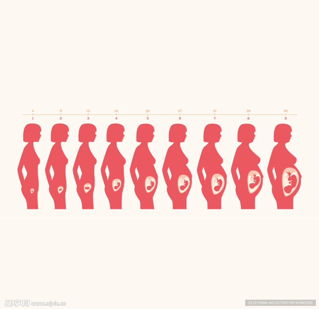 女性怀孕胎儿发育过程