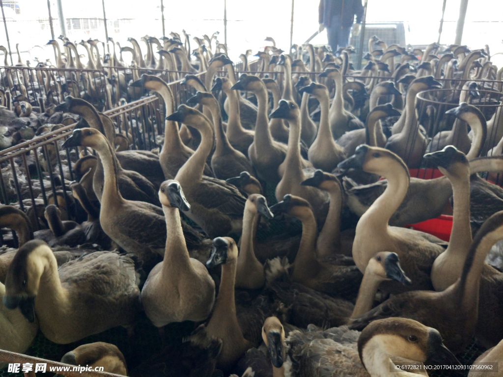 家禽  家畜    鹅