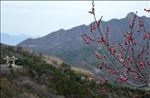 春天  长城  桃花