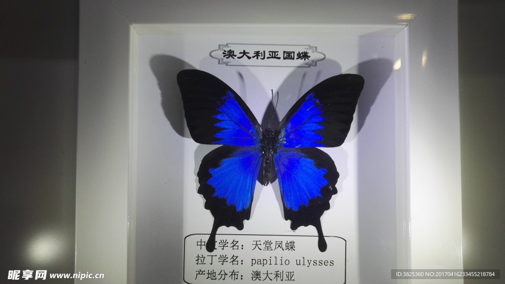 澳大利亚国蝶天堂凤蝶