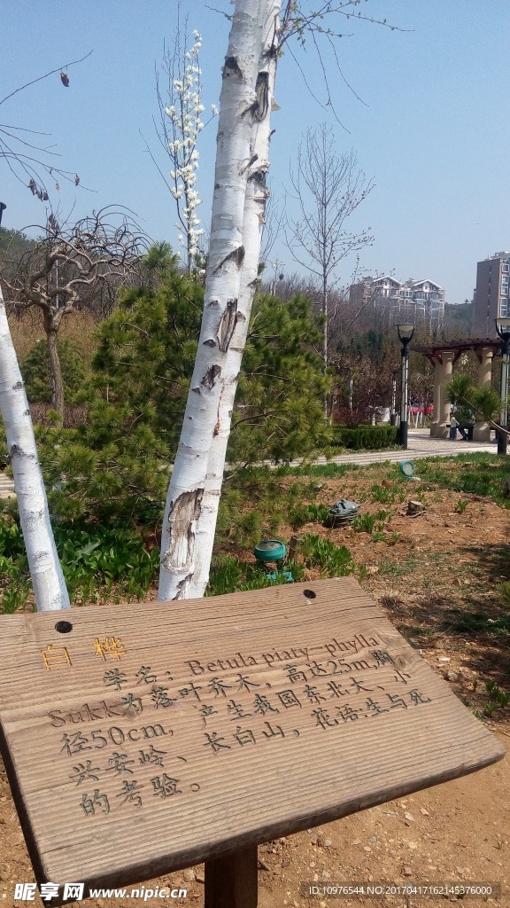 大连西山水库白桦树